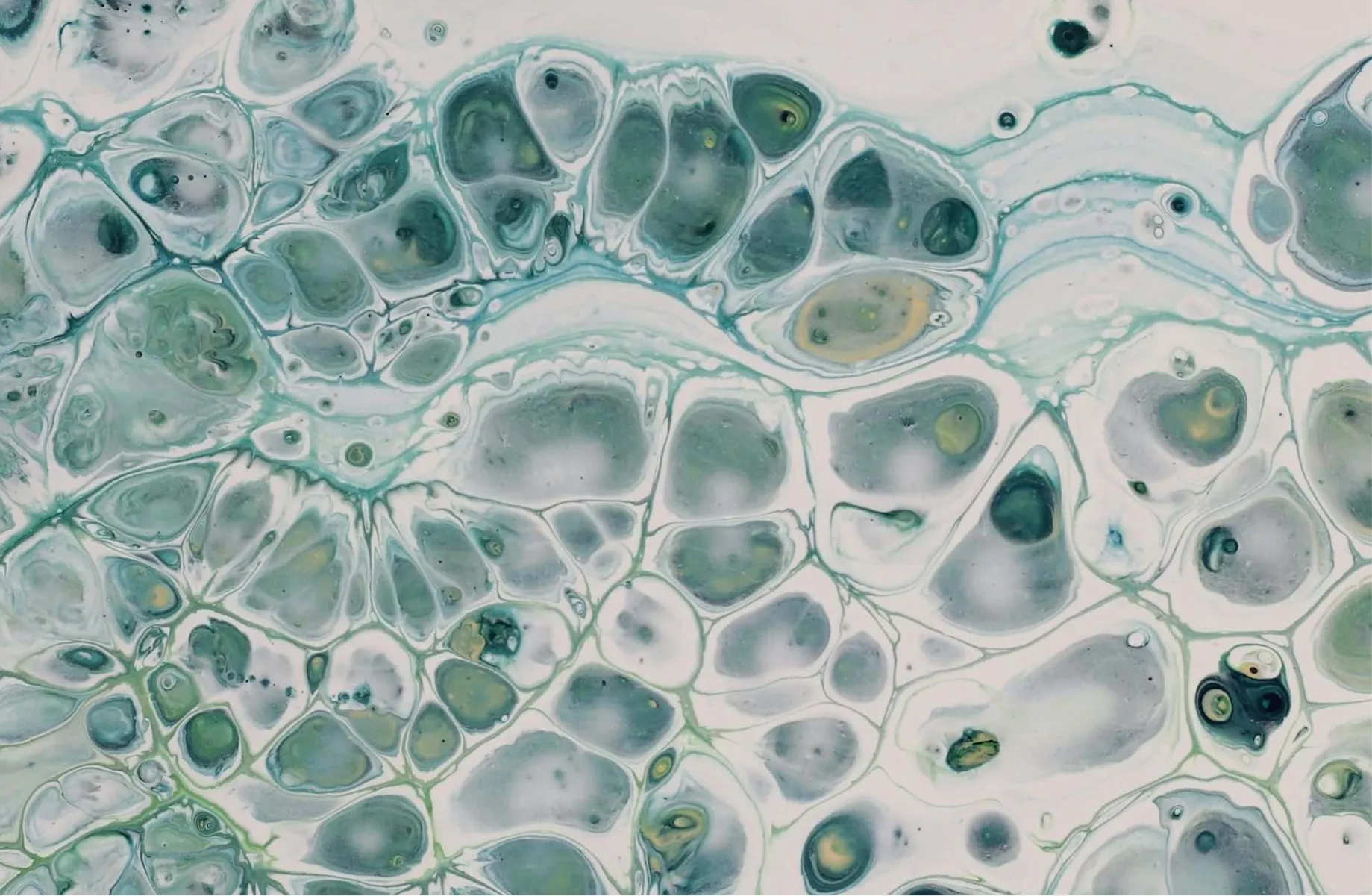 ARBRA Image