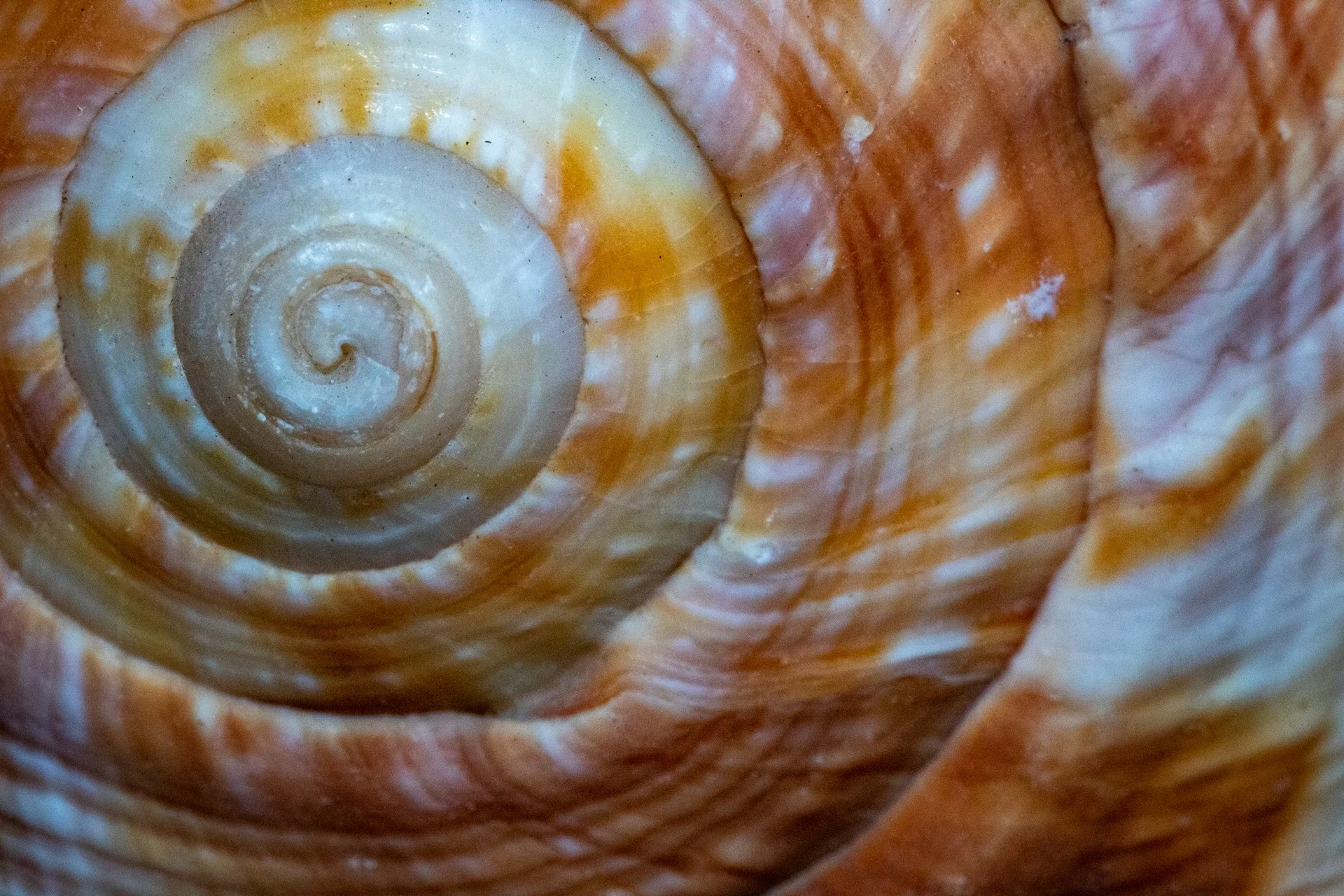 Oyster